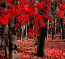 Crvena i crna stabla: opis, značajke