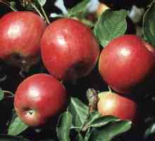 Crvena rana jabuka za južne vrtove