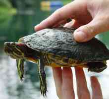 Crvenokutna kornjača: veličina, fotografija. Maksimalna veličina crvenokutne kornjače