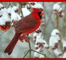 Crveni kardinal - mala ptica sa svijetlim obodom i prekrasnim glasom