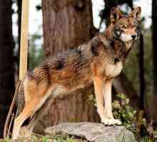 Crvena vuka (planina): opis vrsta, snaga. Problem očuvanja stanovništva