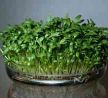 Cress-salata: šteta i koristi, nutritivna vrijednost, kalorijski sadržaj
