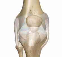 Križni ligament koljena: trauma, liječenje, rehabilitacija