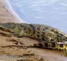 Krokodil Gustav - noćna mora Burundi