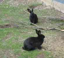 Rabbit je crno-smeđa: sve o pasmini