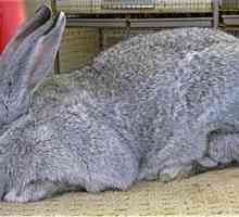 Кролик серый великан. Породы кроликов: описание и фото