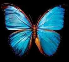Krila leptira - prekrasan otajstvo prirode