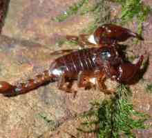 Krimski škorpion: opis vrste i što učiniti s ugrizom