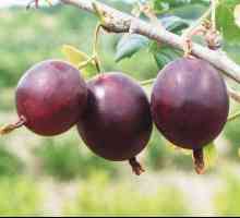 `` Datumi od jabukovače: opis sorte, obilježja uzgoja, recenzije