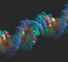 Tko je otkrio DNK? Važnost otkrivanja DNK. Friedrich Misher