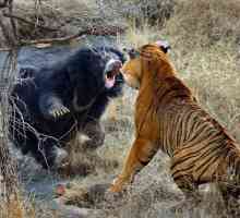 Кто сильнее - медведь или тигр? Хищники в природе