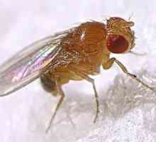 Tko su Drosophila? Kako se muhe pojavljuju u kući?