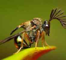 Tko zna zašto se insekti nazivaju insekti?