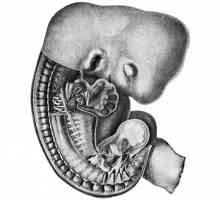 KTR - što to znači? CTR fetusa