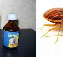 `Cucarach` iz bedbugs: recenzije i upute