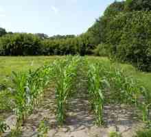 Kukuruz je godišnja zrnata biljka: uzgoj, sorte, opis, fotografija
