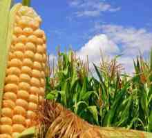 Kukuruz je povrće ili žitarica? Sorte i hibridi kukuruza