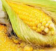 Kukuruzne žitarice: korisna svojstva, pripreme za kuhanje