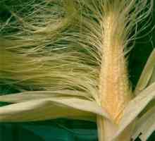 Kukuruzne stigme: korisna svojstva i kontraindikacije za upotrebu