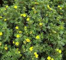 Kuril čaj grmlje: sadnja i njegu, značajke uzgoja i recenzije