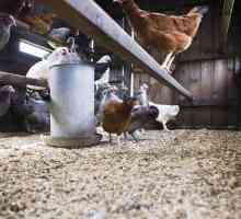 Polaganje kokoši: uzgoj kod kuće