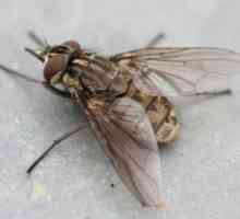 Biting muhe - tko su oni? Zašto mušice ugristi ljude i životinje?