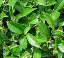 Tea bush: opis, značajke, sorte, uzgoj i preporuke