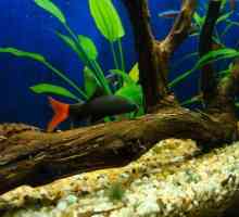 Labeo - fish akvarij: kompatibilnost, uzgoj, održavanje i njegu