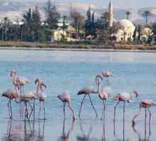 Larnaca Salt Lake na Cipru: opis. Izleti na Cipru
