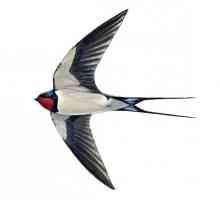 Swallow-Cat: opis i fotografija