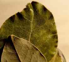 Laurel leaf: čarobna svojstva, recenzije