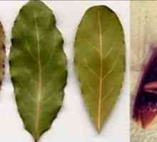 Laurel leaf iz žohara: kako koristiti