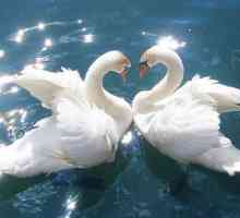 Swan vjernost: i svijet ljudi će postati ljubazniji