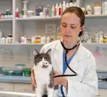 Terapijska hrana za mačke - `Royal Canine Recovery`