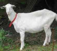 Лечение мастита у коз. Как лечить мастит у козы