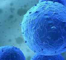 Liječenje matičnih stanica: značajke i učinkovitost