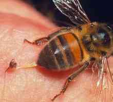 Liječenje varikoznih pčela - recenzije. Apiterapija za varikozne vene