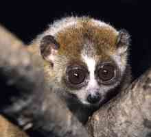 Lemur lori: kućna briga i održavanje
