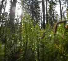 Šuma Karelia: opće značajke i fotografije