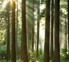Šuma je naše bogatstvo! Važnost, zaštita i zaštita šuma. Šume Rusije