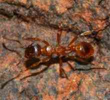 Šumski mravi: vrsta, opis, korist i štetu