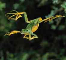 Flying Frog: opis, vrsta, sadržaj u zatočeništvu