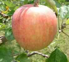 Ljetne vrste jabuka: rano dozrijeti i ne čuvati duže od dva tjedna
