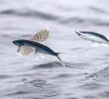 Letenje ribe. Vrste letećih riba. Koliko je šešir letećih riba?
