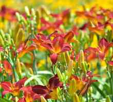 Daylilies: sadnja i briga, opis sorti, raste na otvorenom