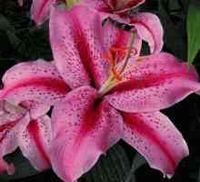 Lily: vrste i vrste. Azijski hibridi od ljiljana