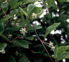 Lemongrass (berry): kako koristiti i korisna svojstva