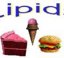 Lipidi - što je to? Lipidi: funkcije, svojstva