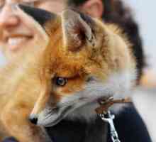 Domaći lisica: značajke i uvjeti pritvora. Kako se lisice ponašaju kao kućni ljubimci?