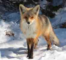 Fox lisica: opis, fotografija, klasifikacija